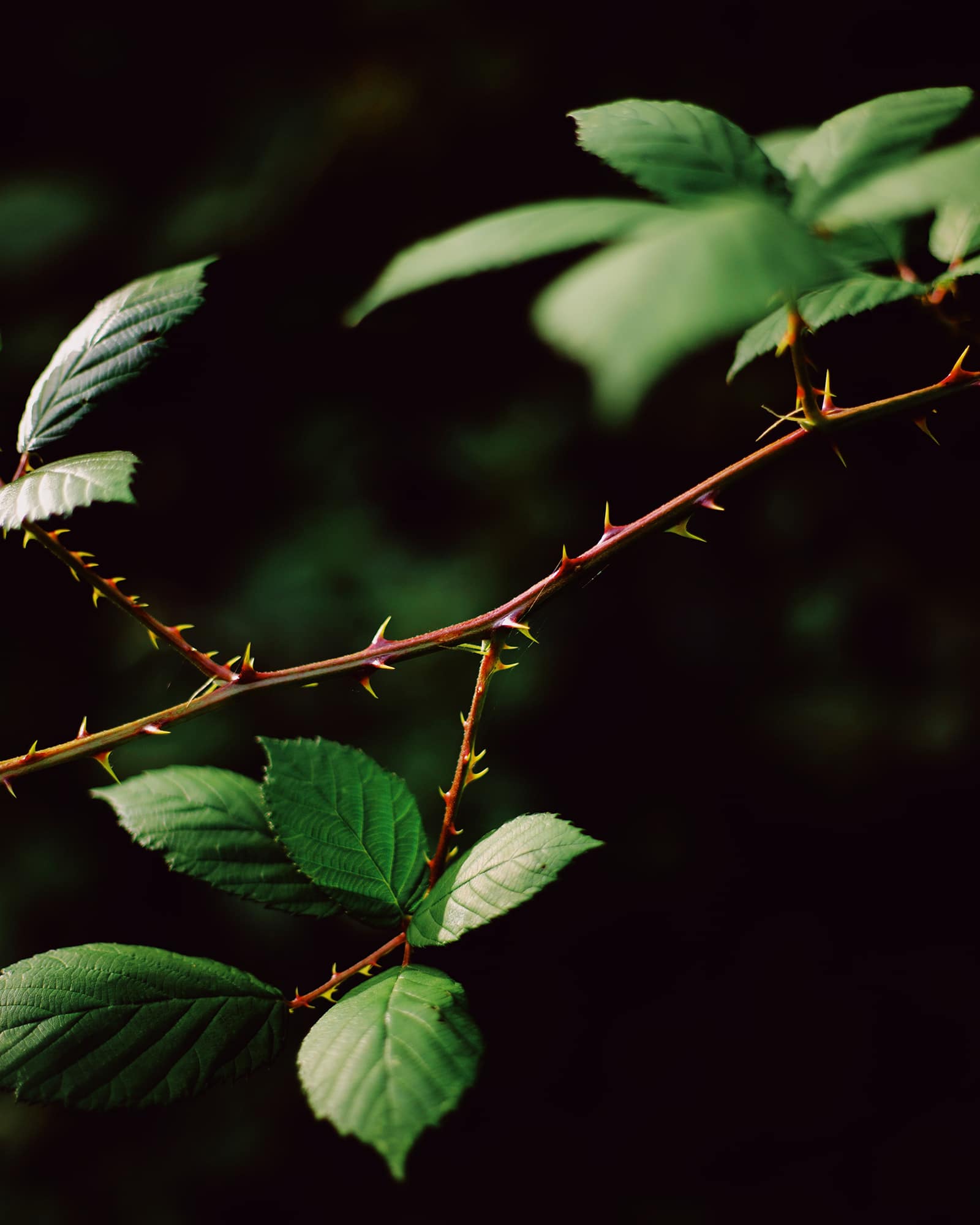 photograph of thorny branch with green leaves by Alice Angelini