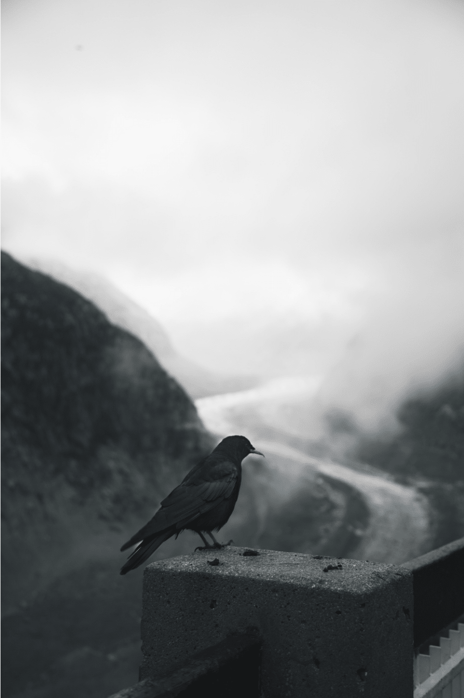 photograph of a raven sitting on a ledge with a twisting, foggy road through the mountains in the background, by mayank Thammalla
